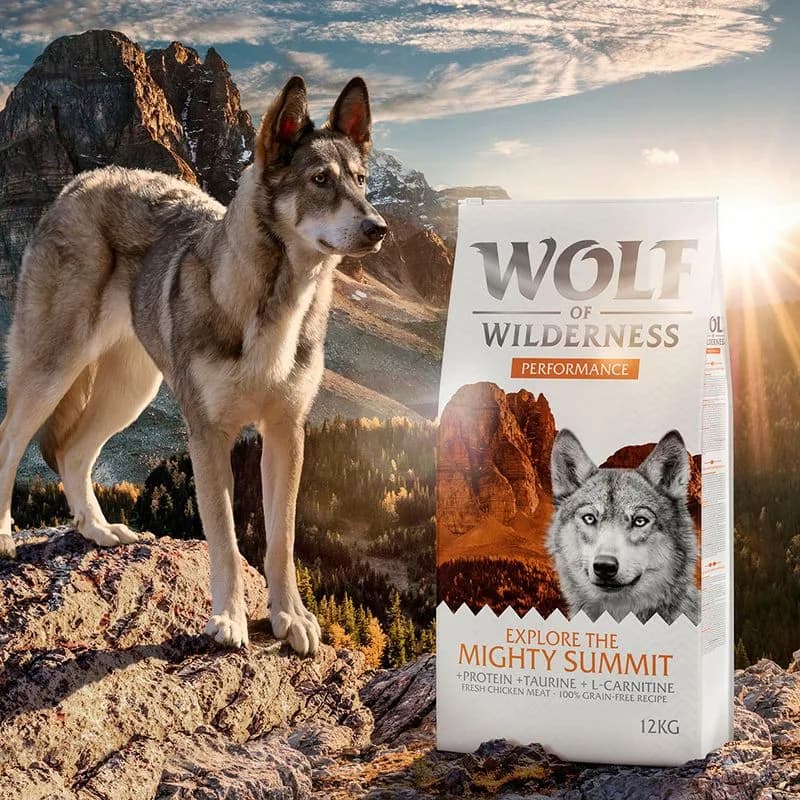 Wolf of Wilderness "Explore The Mighty Summit" Performance - gabonamentes