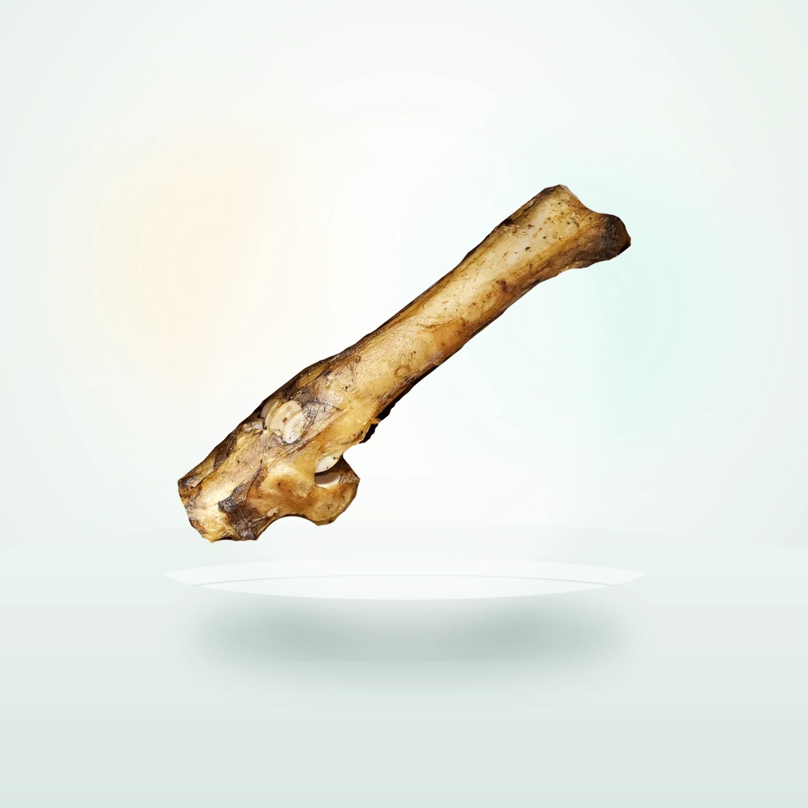 Atlas & Tail Beef Bone
