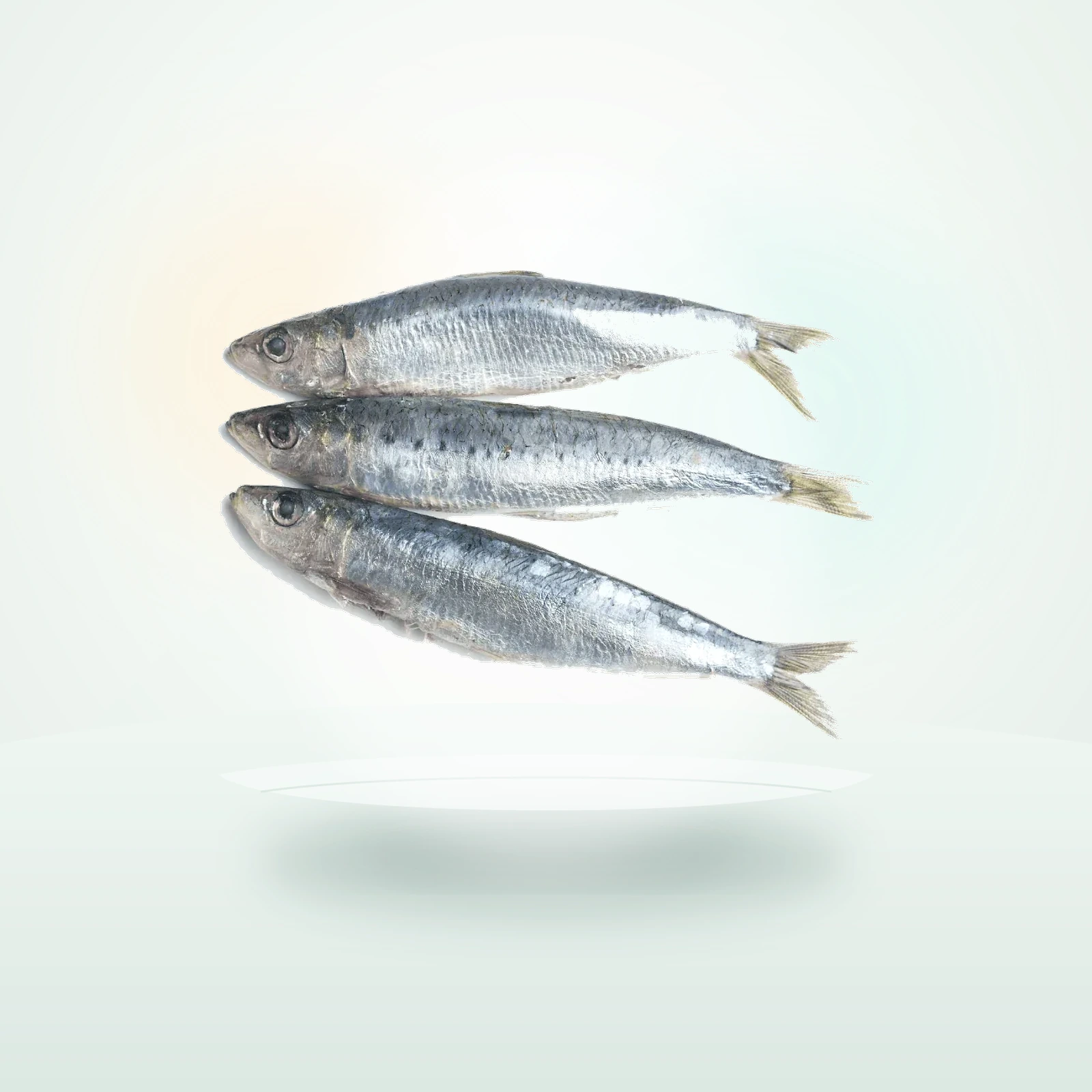 KB Raw Sardines